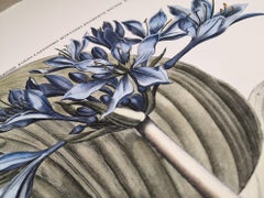 Italienischer zeitgenössischer handgemalter botanischer Druck "Narcissus Amboineris "