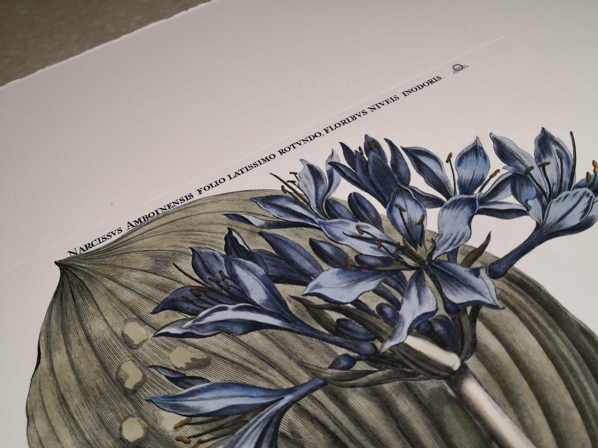 Italienischer zeitgenössischer handbemalter botanischer Druck „Narcissus Amboineris“ im Zustand „Neu“ im Angebot in Scandicci, Florence