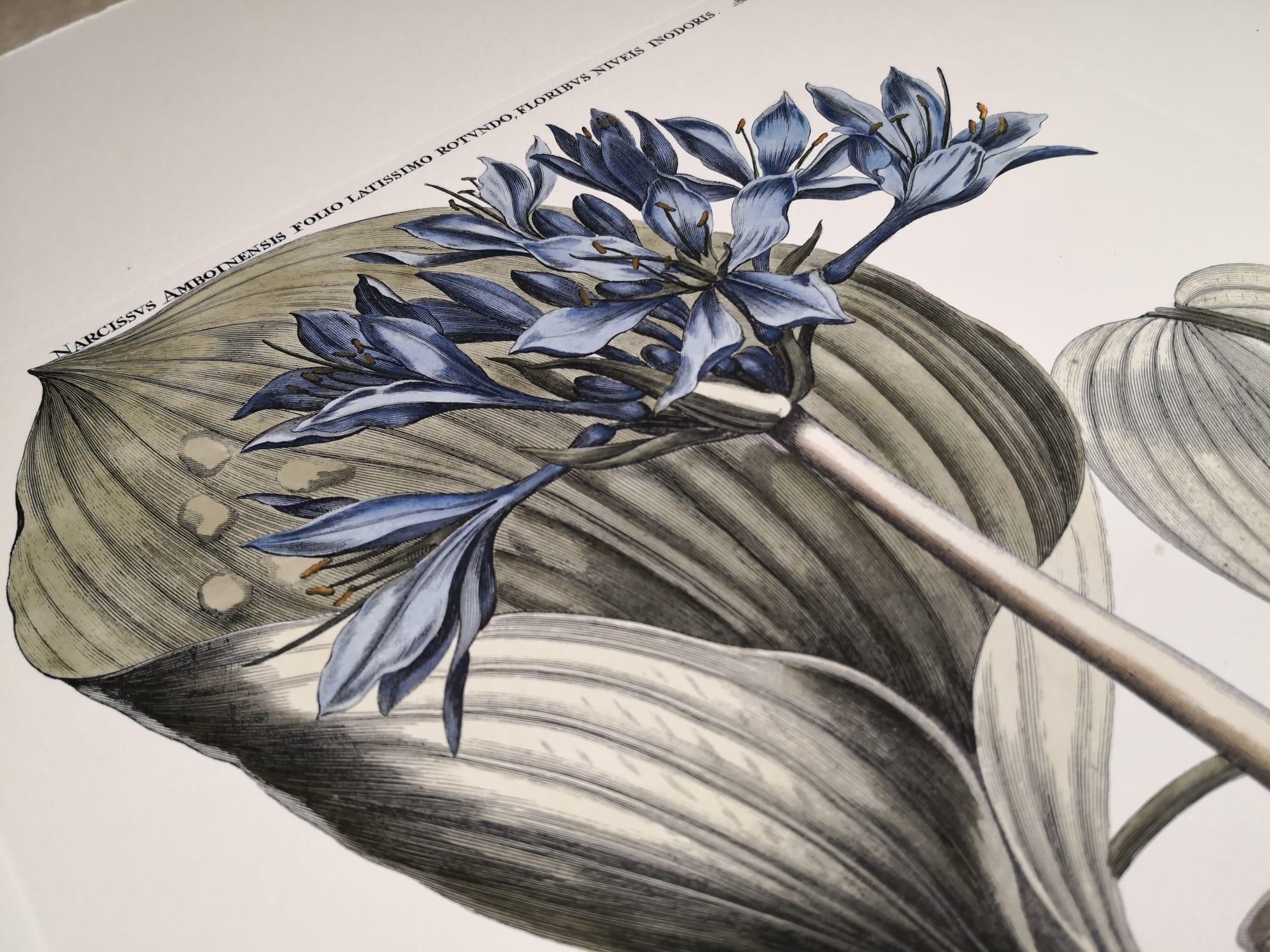 Italienischer zeitgenössischer handbemalter botanischer Druck „Narcissus Amboineris“ (Papier) im Angebot