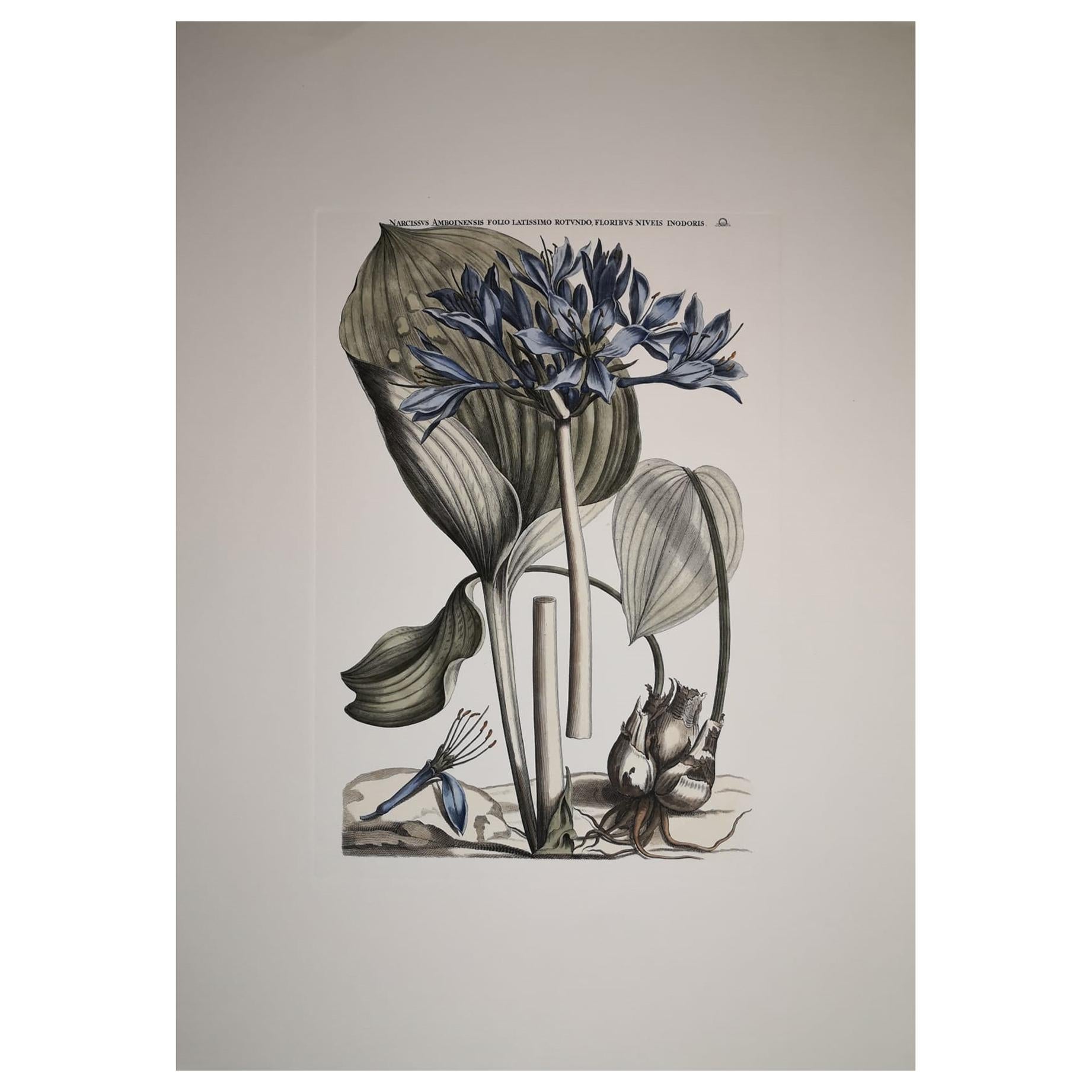 Italian Contemporary Hand Painted Botanical Print "Narcissus Amboineris " For Sale