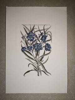 Italienischer zeitgenössischer handbemalter botanischer Druck „Nerium Latifolium“, Italien