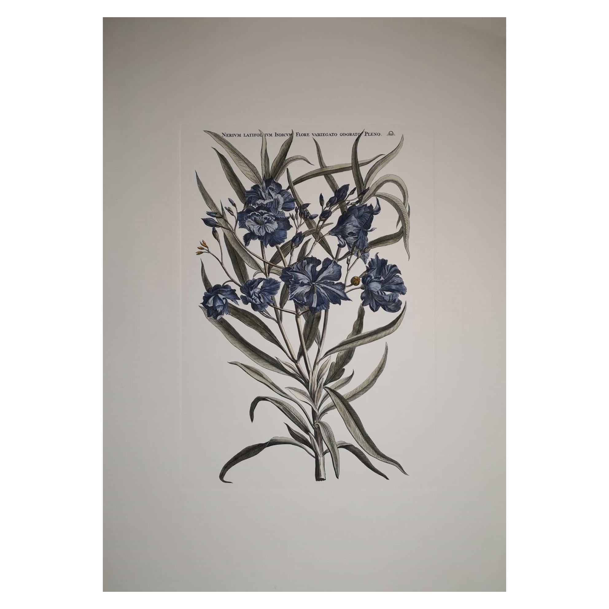 Italian Contemporary Hand Painted Botanical Print "Nerium Latifolium" For Sale