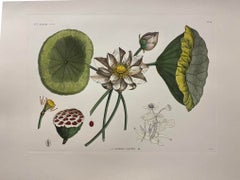 Italian Contemporary Hand Painted Botanical Print "Nymphea Lotus Cerulea" 2 of 2