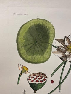 Italian Contemporary Hand Painted Botanical Print "Nymphea Nelumbo" 1 of 2