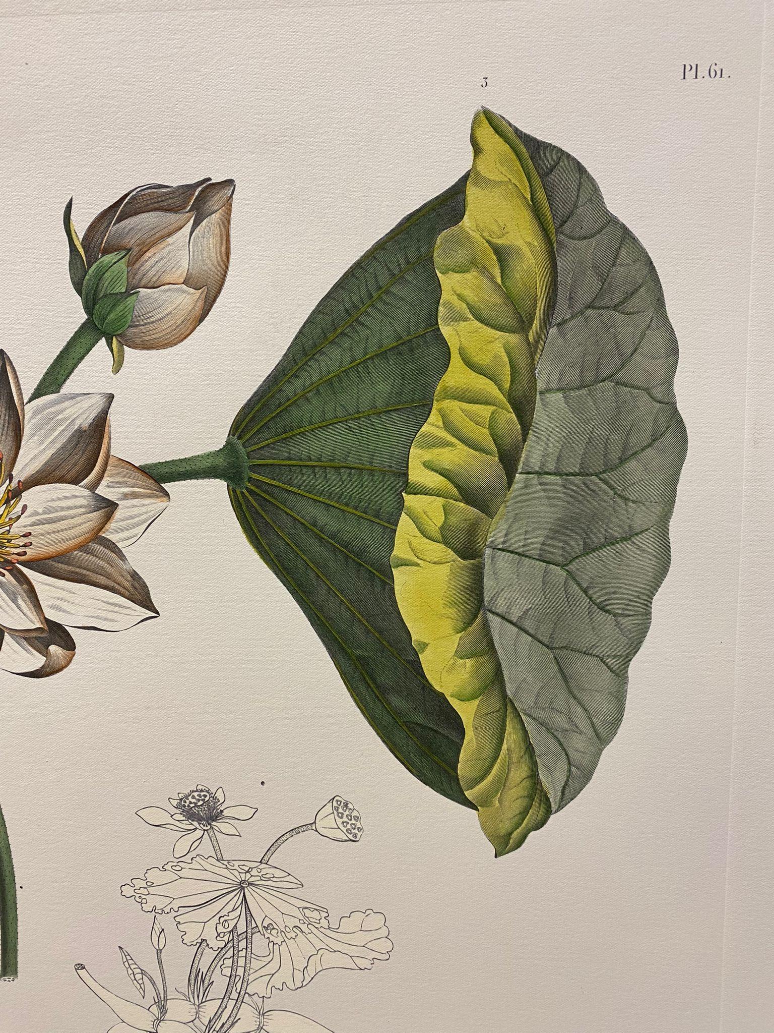Italienische Contemporary Hand gemalt botanischen Druck 