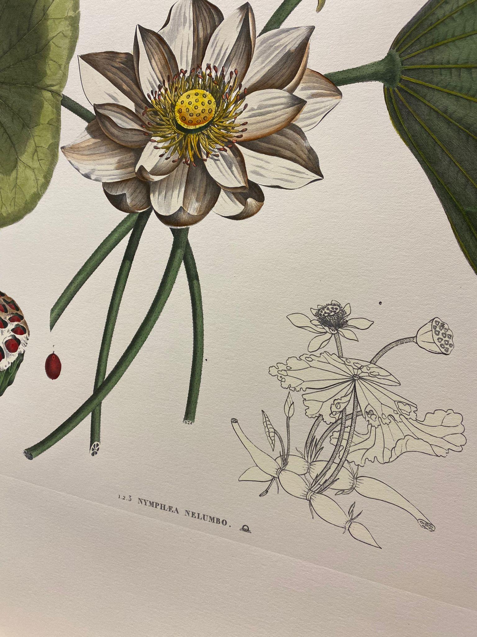 Italienische Contemporary Hand gemalt botanischen Druck 