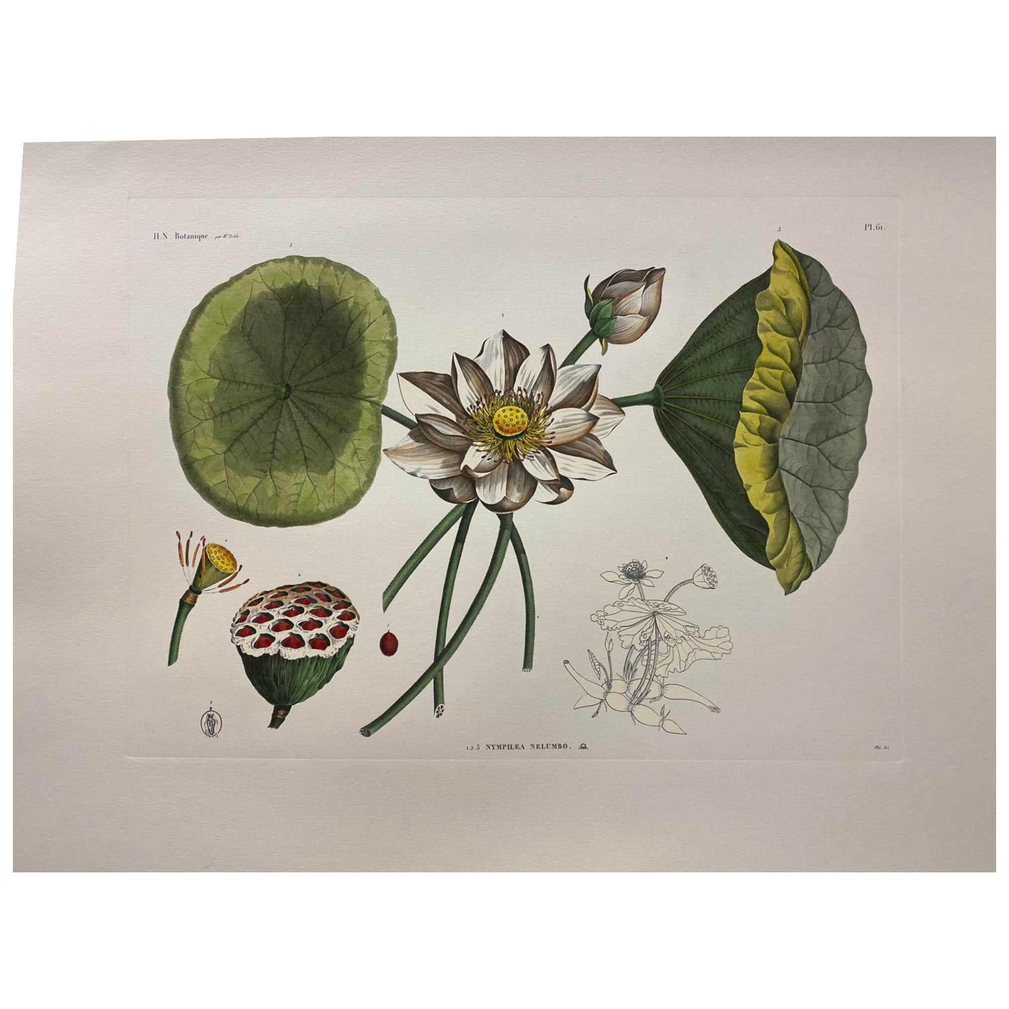 Italienische Contemporary Hand gemalt botanischen Druck "Nymphea Nelumbo" 1 von 2