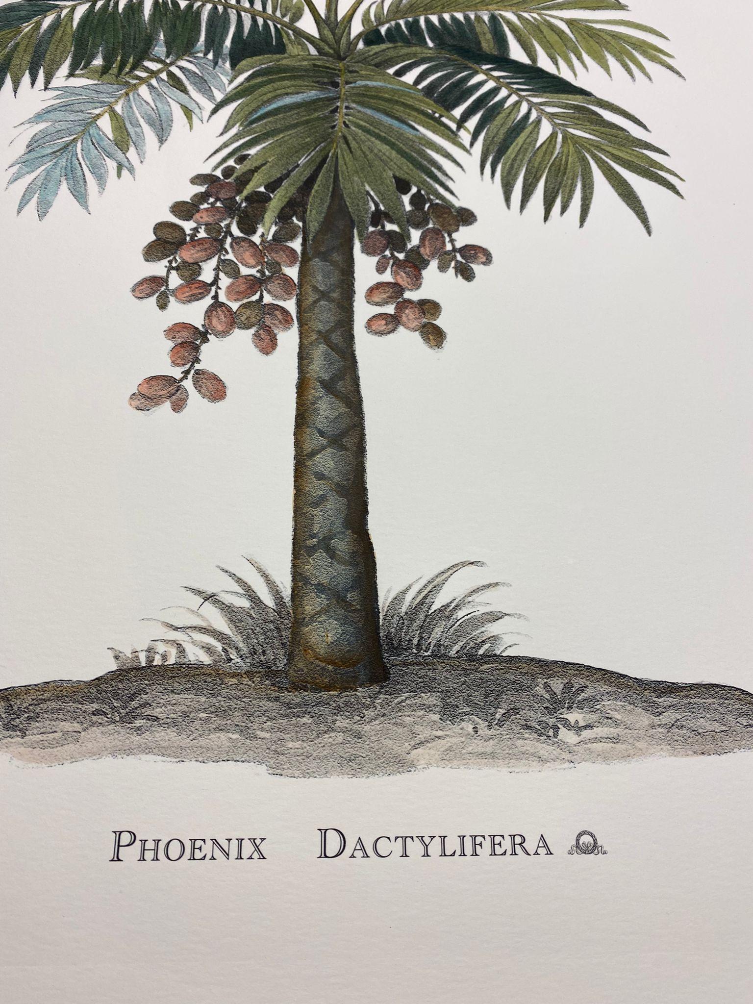 Eleganter handaquarellierter Druck, der Phoenix Dactylifera aus der Familie der Palmen darstellt.

Dieser Druck im botanischen Stil ist in 4 verschiedenen natürlichen Darstellungen erhältlich, um eine helle und fröhliche Komposition zu