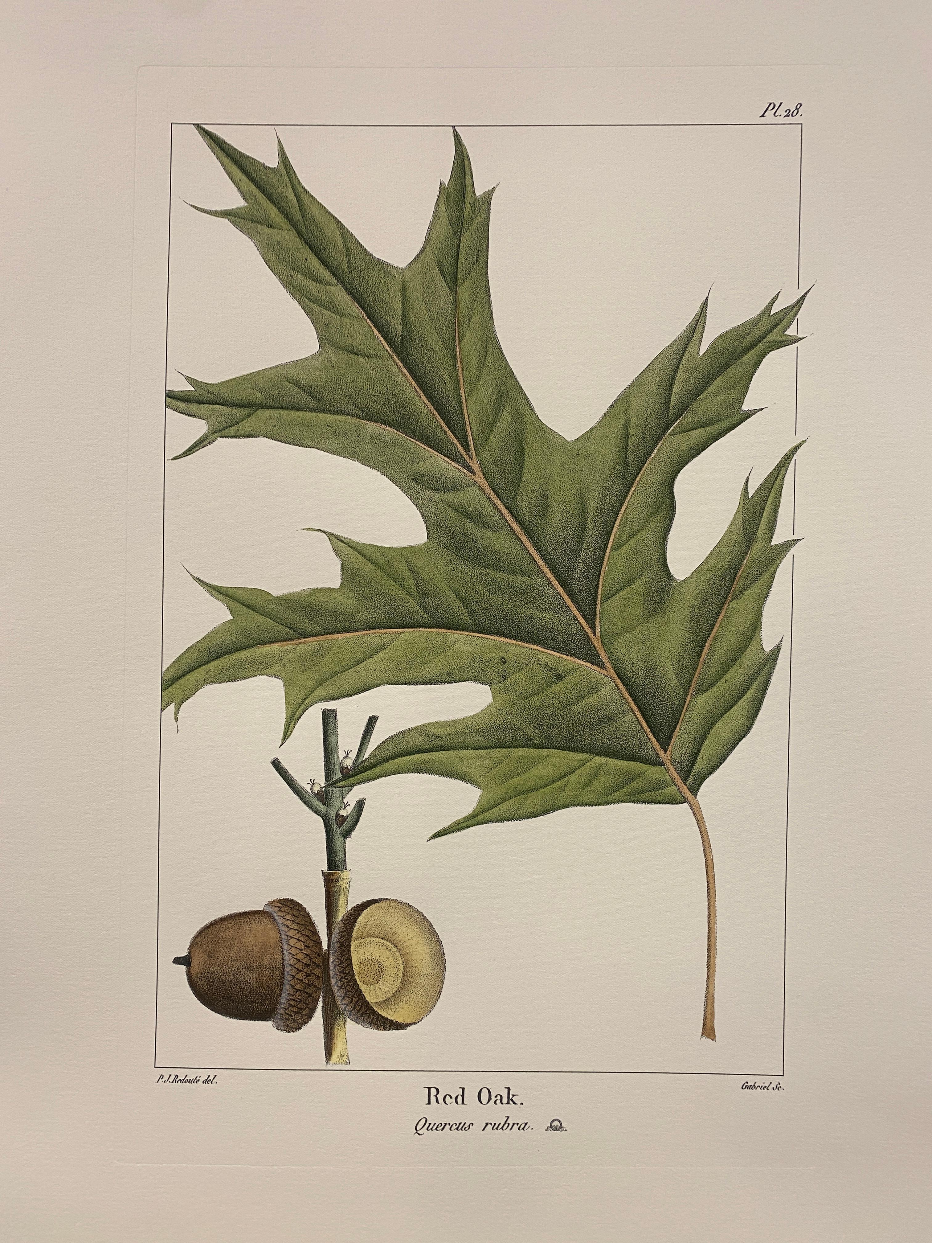 Druck aus der Collection Botanique Trees, der eine Roteiche darstellt, angereichert mit Grün- und Brauntönen und Aquarellnuancen, um sie realistischer zu machen.

Für eine farbenfrohe Komposition stehen auch verschiedene Blumendrucke von Bulbacee