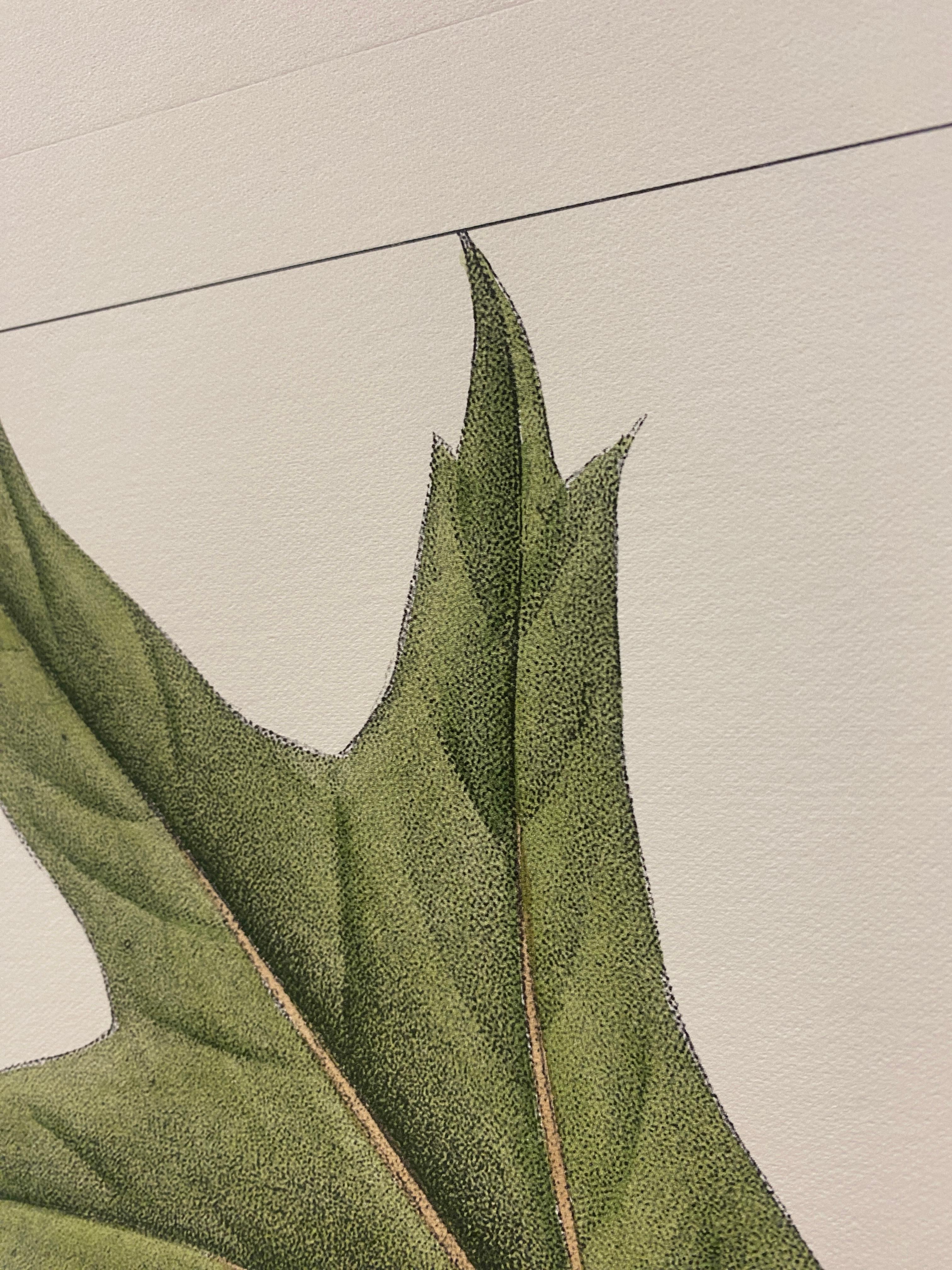 XXI secolo e contemporaneo Stampa botanica italiana contemporanea dipinta a mano 