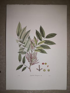 Italienischer zeitgenössischer handbemalter botanischer Druck, Engelhardtia Roxburghiana, Italien