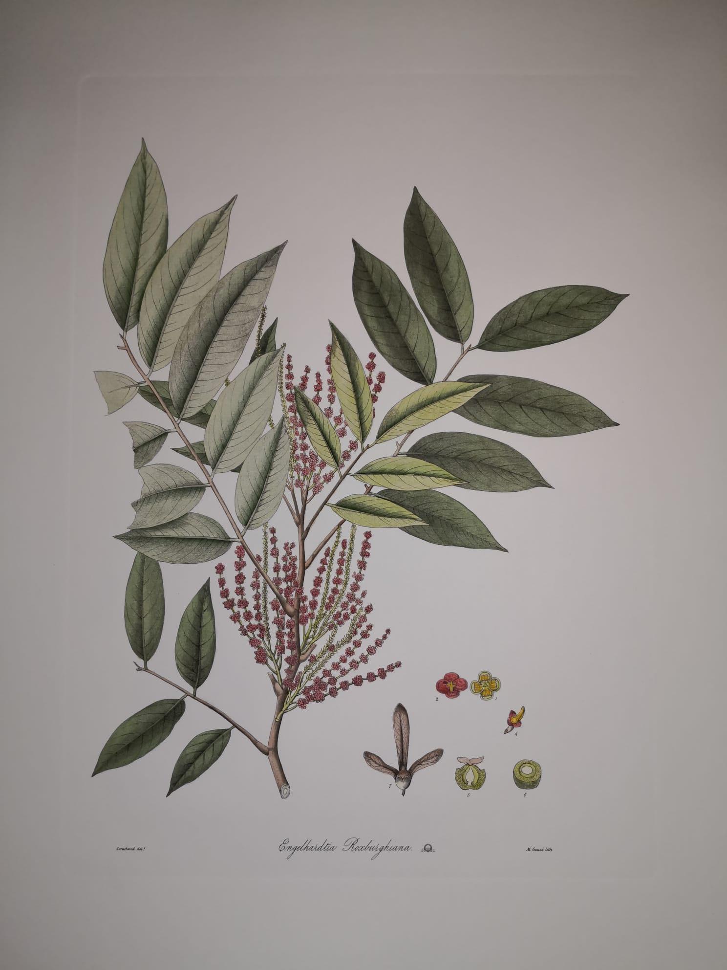 Hand-Painted Italian Contemporary Hand Painted Botanical Print Repr Engelhardtia Roxburghiana For Sale