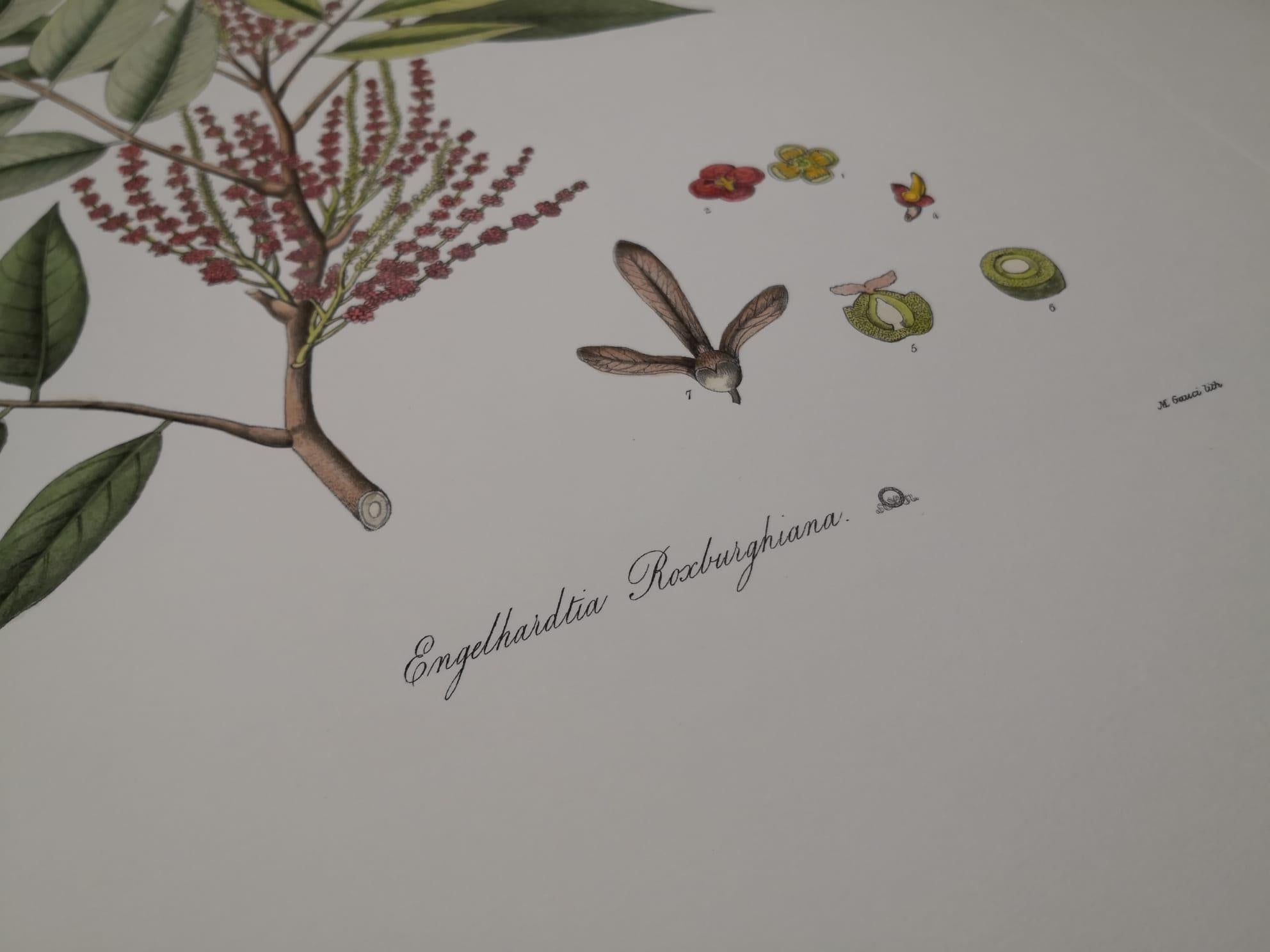 Italian Contemporary Hand Painted Botanical Print Repr Engelhardtia Roxburghiana In New Condition For Sale In Scandicci, Florence
