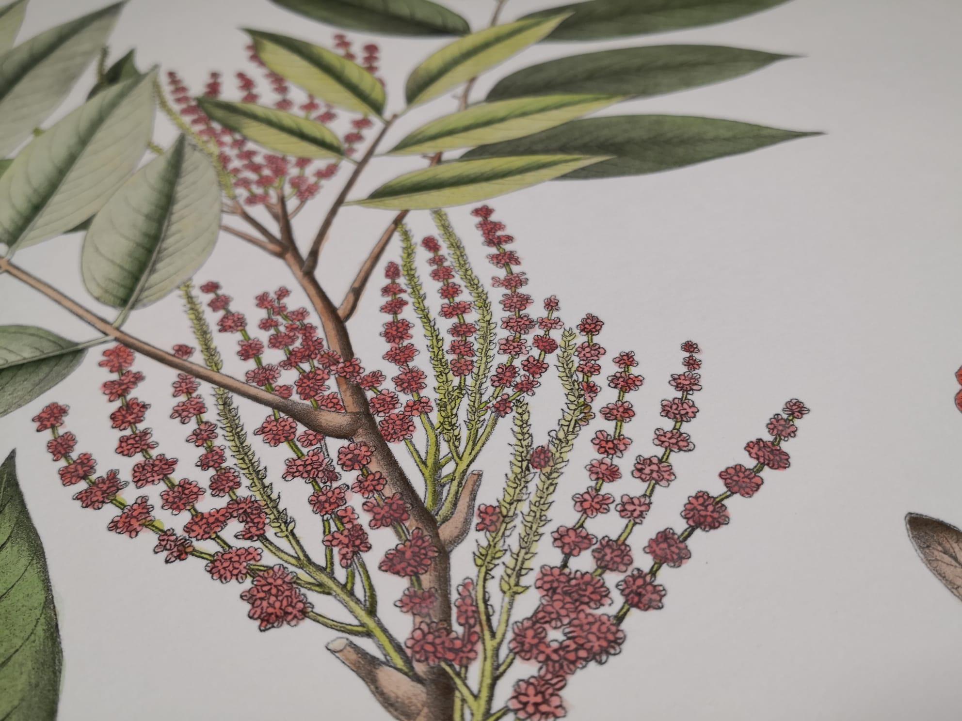 Paper Italian Contemporary Hand Painted Botanical Print Repr Engelhardtia Roxburghiana For Sale