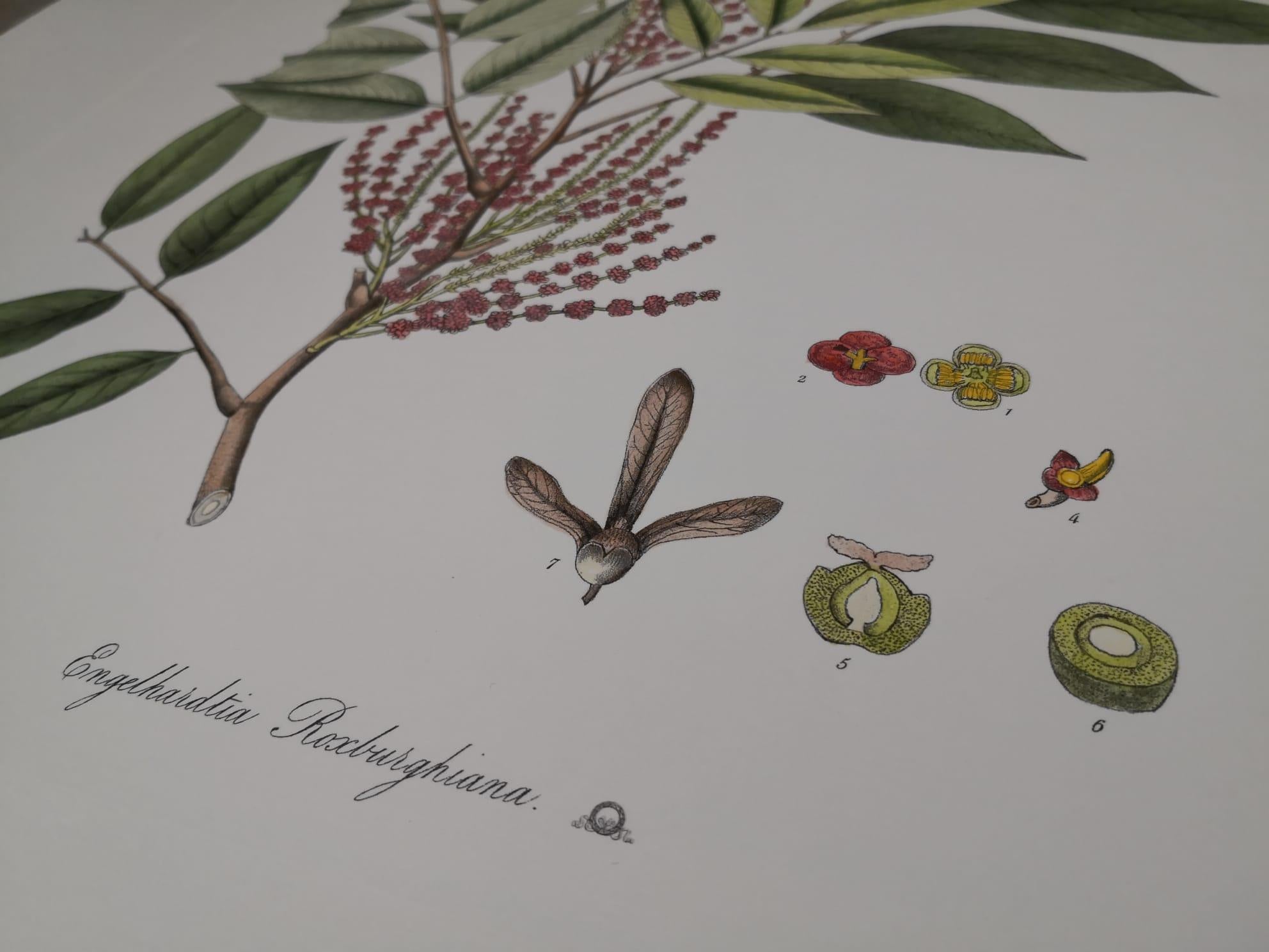 Italian Contemporary Hand Painted Botanical Print Repr Engelhardtia Roxburghiana For Sale 1