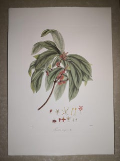 Italian Contemporary Hand Painted Botanical Print Represent Tetrantera Lanuginos