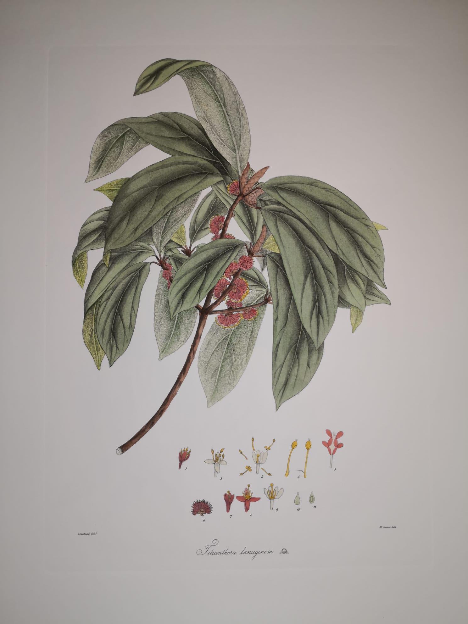 Hand-Painted Italian Contemporary Hand Painted Botanical Print Represent Tetrantera Lanuginos For Sale