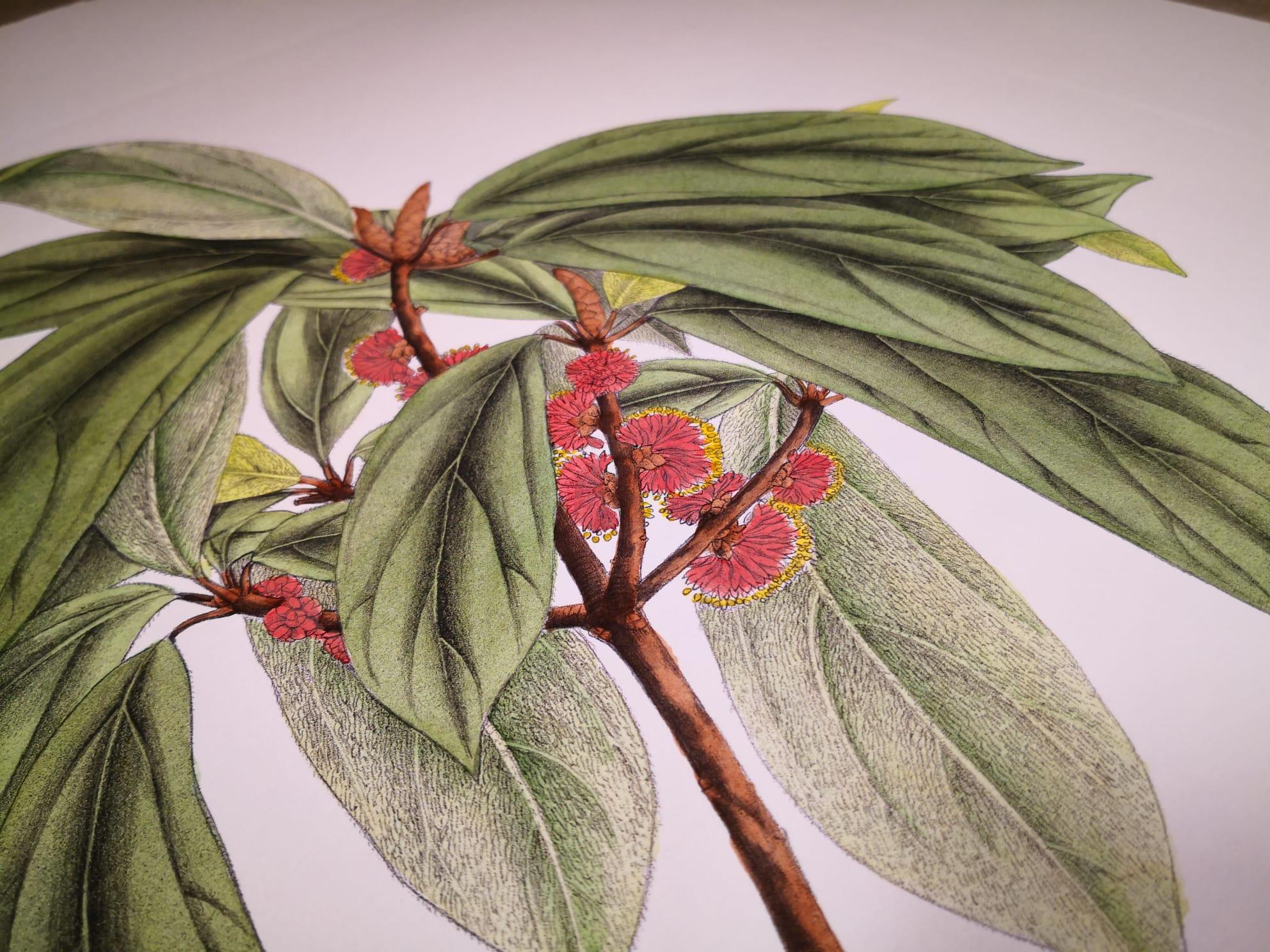 Italian Contemporary Hand Painted Botanical Print Represent Tetrantera Lanuginos In New Condition For Sale In Scandicci, Florence