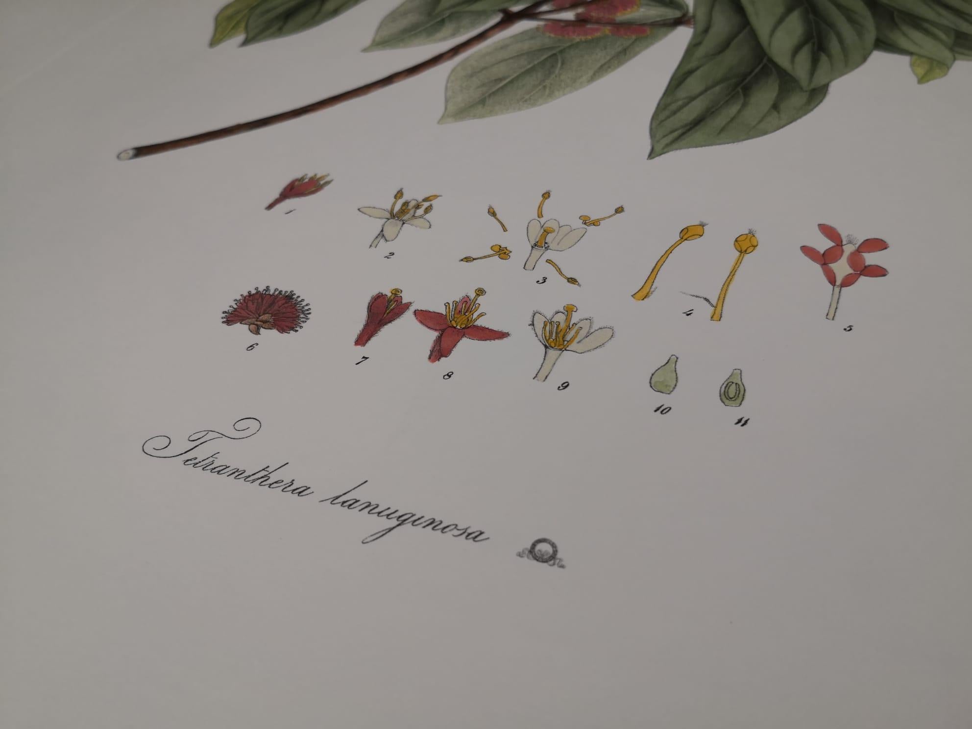 Paper Italian Contemporary Hand Painted Botanical Print Represent Tetrantera Lanuginos For Sale