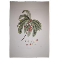 Stampa botanica contemporanea italiana dipinta a mano Rappresenta Tetrantera Lanuginos