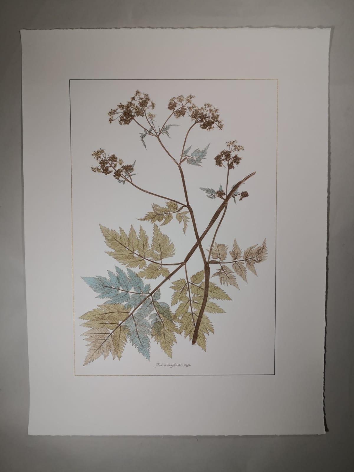 Elegante stampa acquerellata a mano che rappresenta la pianta erbacea biennale Anthriscus sylvestri, nota come prezzemolo di mucca, dipinta con note di rosa antico e tonalità di colore azzurro.
Sono rappresentati come tavoli botanici con fiori