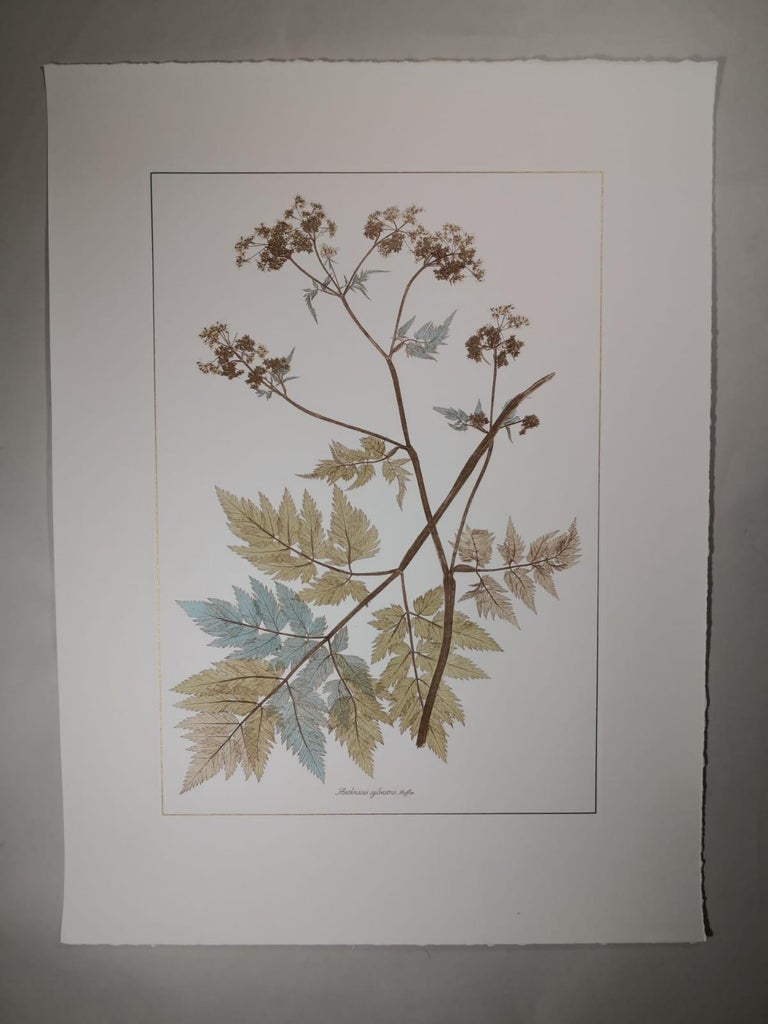 Elegant hand-watercoloured print representing the herbaceous biennial plant Anthriscus sylvestris, known as cow parsley. 

This botanical style print is available in 4 different natural representations to create a bright and joyful
