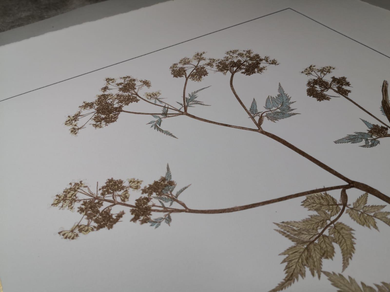 Dipinto a mano Stampa botanica italiana contemporanea dipinta a mano che rappresenta una pianta di Anthriscus in vendita