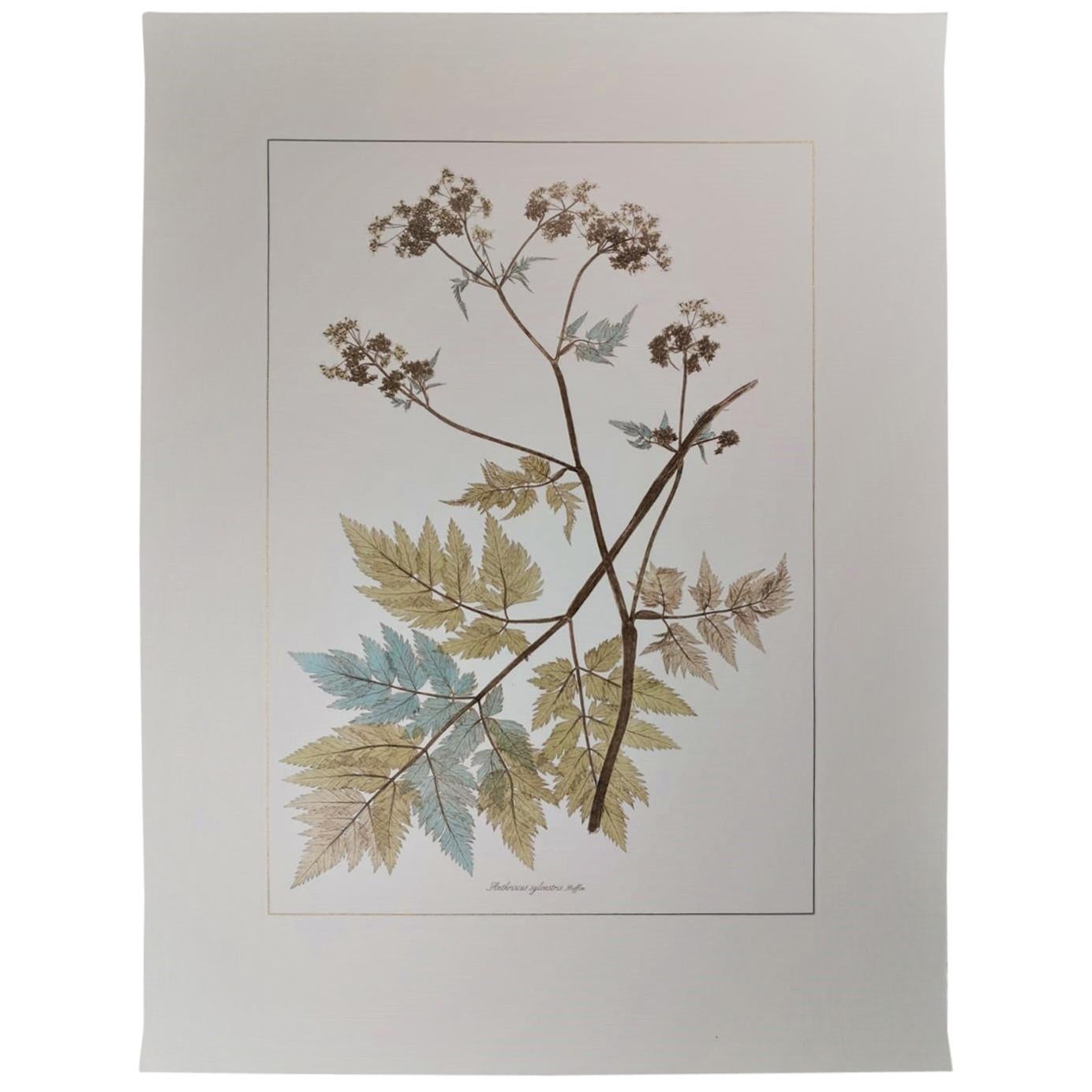 Italian Contemporary Hand Painted Botanical Print Representing Anthriscus Plant