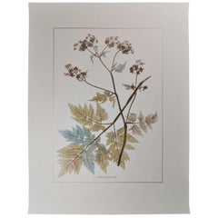 Italian Contemporary Hand Painted Botanical Print Representing Anthriscus Plant