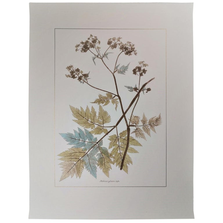 Italian Contemporary Hand Painted Botanical Print Representing Anthriscus Plant For Sale