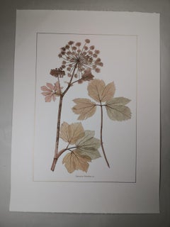Gravure botanique italienne contemporaine peinte à la main représentant des plantes apiacées