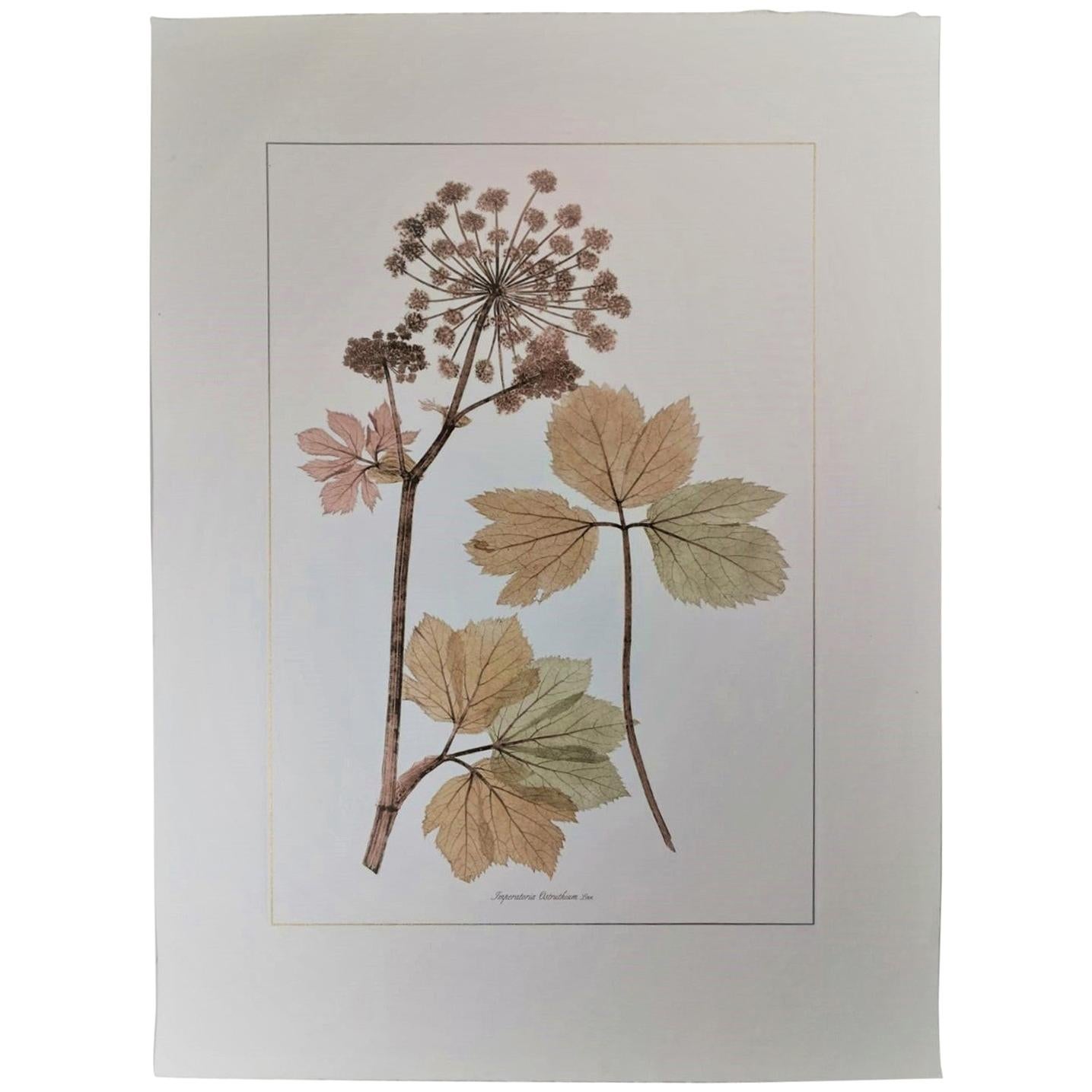Italian Contemporary Hand Painted Botanical Print Representing Apiaceous Plant