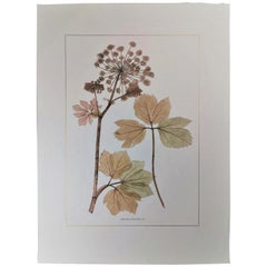 Italienischer zeitgenössischer handgemalter botanischer Druck mit Darstellung von Bienenstöcken