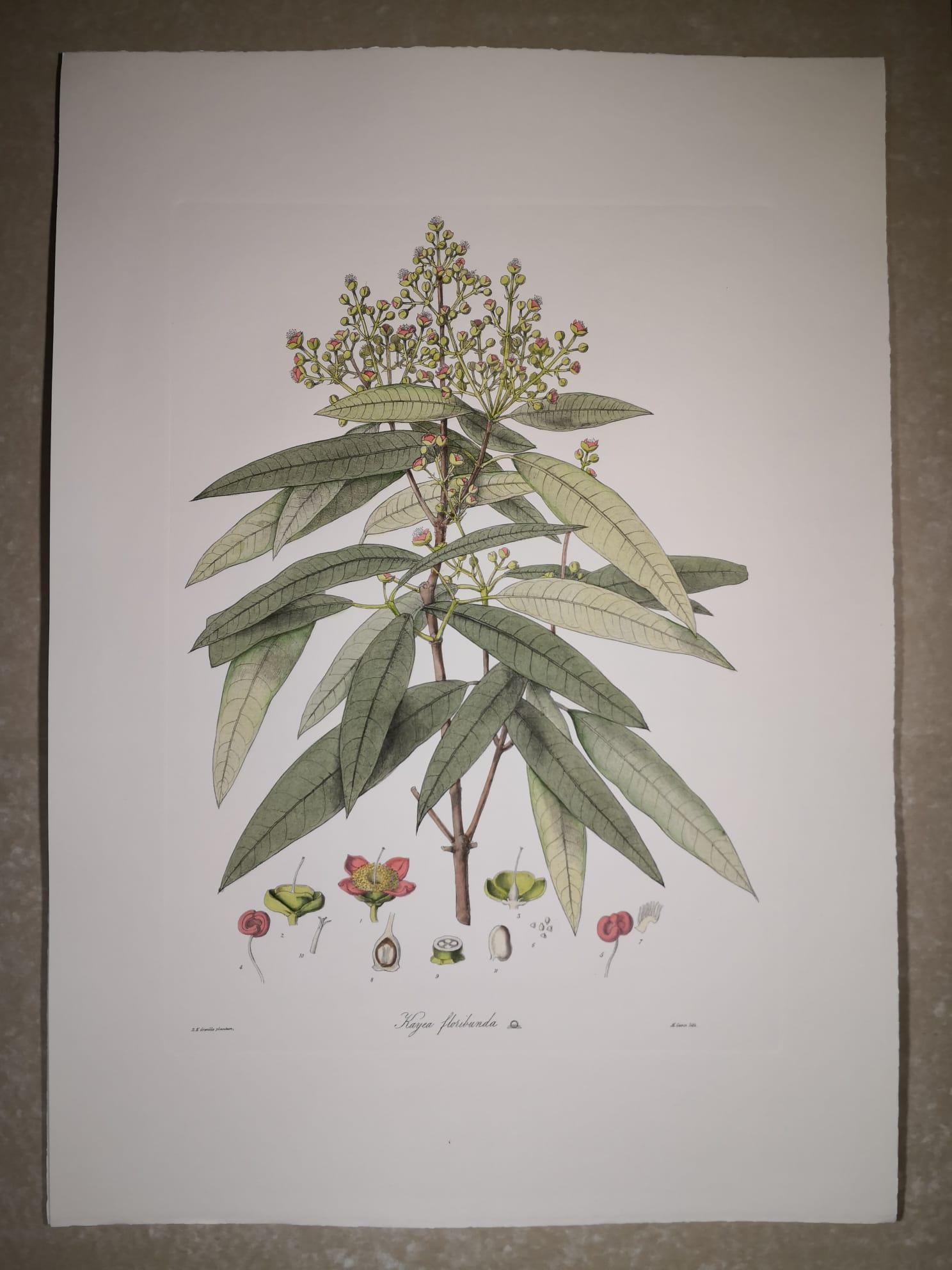 Eleganter handaquarellierter Druck, der Imperatoria Ostruthium, eine blühende Pflanze aus der Familie der Apiaceae, darstellt. 

Dieser Druck im botanischen Stil ist in 4 verschiedenen natürlichen Darstellungen erhältlich, um eine helle und