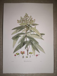 Estampa Botánica Contemporánea Italiana Pintada a Mano Representando a Kayea Fluribonda