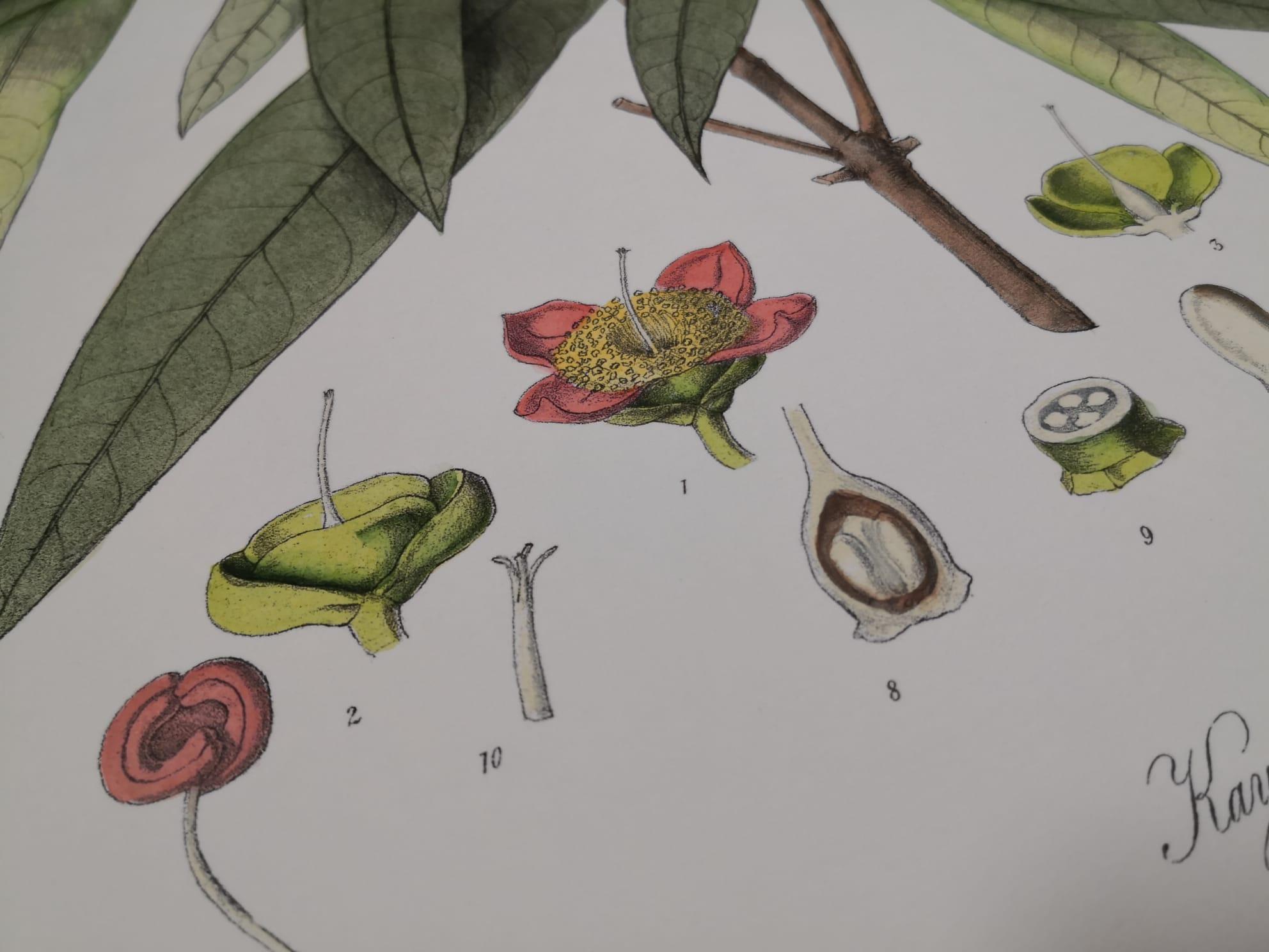 Italienischer zeitgenössischer handbemalter botanischer Druck, der Kayea Fluribonda darstellt (Handbemalt) im Angebot