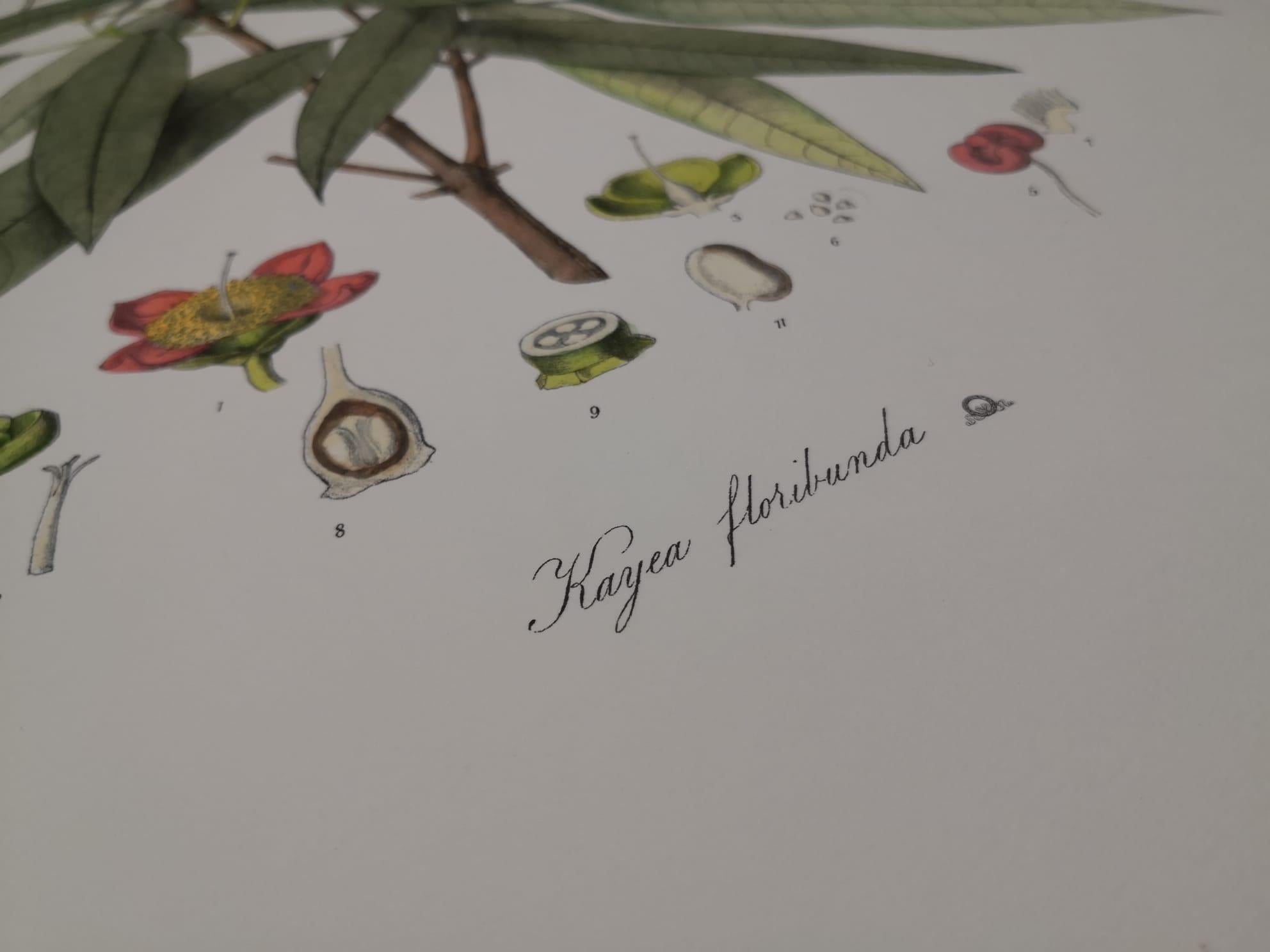 Italienischer zeitgenössischer handbemalter botanischer Druck, der Kayea Fluribonda darstellt im Zustand „Neu“ im Angebot in Scandicci, Florence