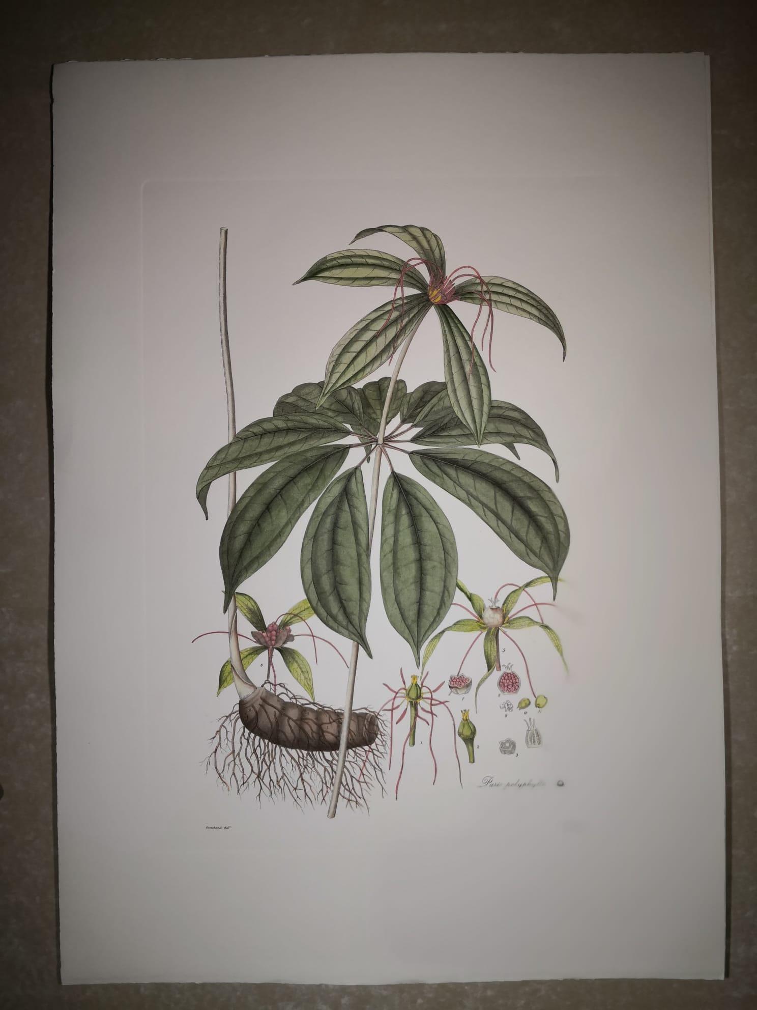 Eleganter handaquarellierter Druck, der Imperatoria Ostruthium, eine blühende Pflanze aus der Familie der Apiaceae, darstellt. 

Dieser Druck im botanischen Stil ist in 4 verschiedenen natürlichen Darstellungen erhältlich, um eine helle und
