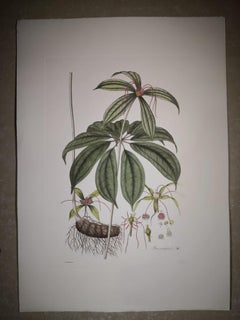 Italian Contemporary Hand Painted Botanical Print Representing Paris Polyphylla