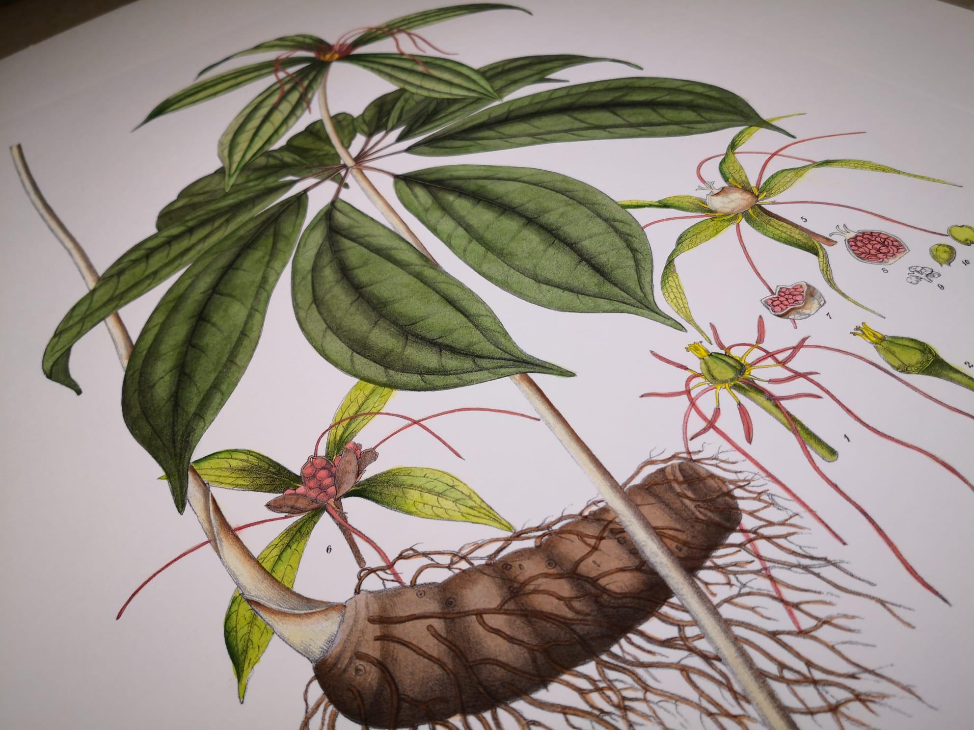 Italienischer zeitgenössischer handbemalter botanischer Druck, der die Pariser Polyphylla darstellt (Handbemalt) im Angebot