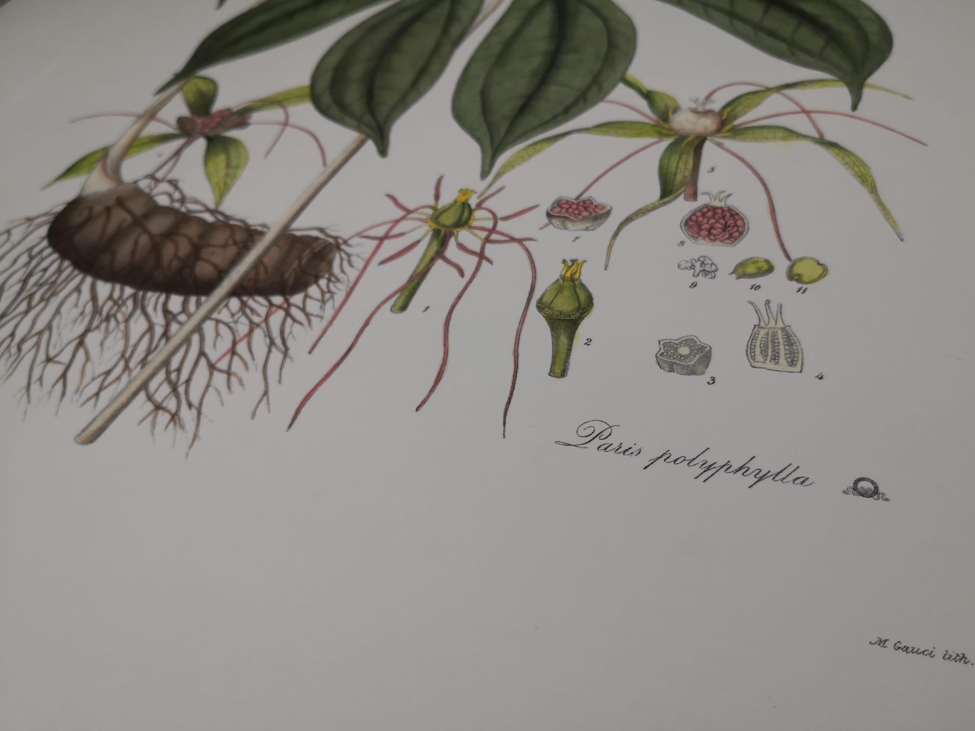 Italienischer zeitgenössischer handbemalter botanischer Druck, der die Pariser Polyphylla darstellt im Zustand „Neu“ im Angebot in Scandicci, Florence