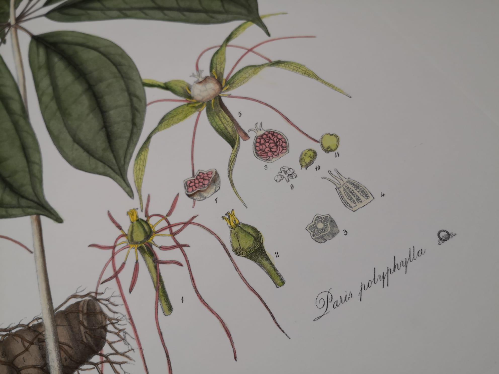 Italienischer zeitgenössischer handbemalter botanischer Druck, der die Pariser Polyphylla darstellt (21. Jahrhundert und zeitgenössisch) im Angebot