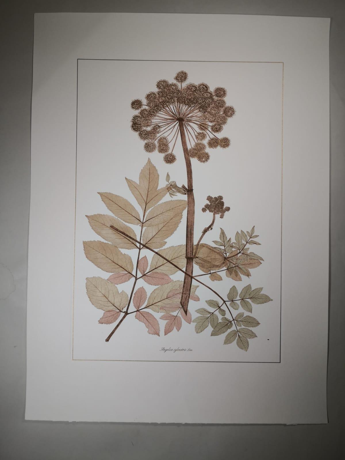 Elegant hand-watercoloured print representing the flowering and wild plant Angelica Sylvestris painted with notes of antique rose. 

This botanical style print is available in 4 different natural representations to create a bright and joyful