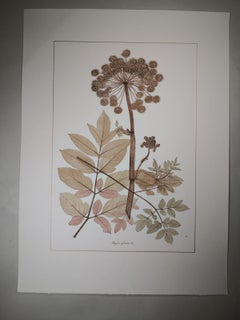 Italienischer Contemporary Hand Painted Botanical Print, der Angelica Syl darstellt.