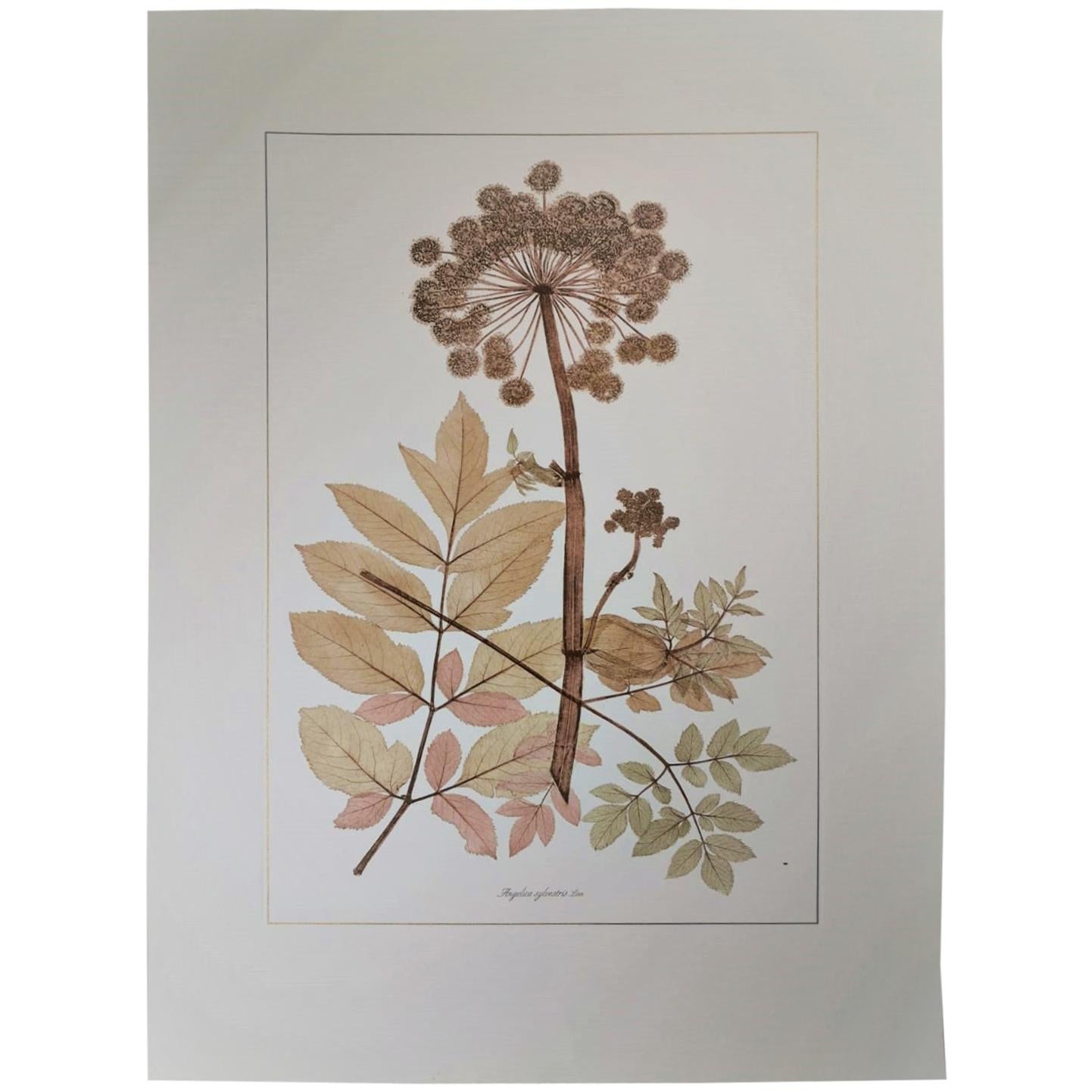 Italian Contemporary Hand Painted Botanical Print Representing Rosy Angelica 
