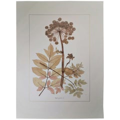 Italienischer Contemporary Hand Painted Botanical Print, der Angelica Syl darstellt.