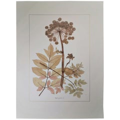 Italienischer zeitgenössischer handbemalter botanischer Druck, der Rosy Angelica darstellt 