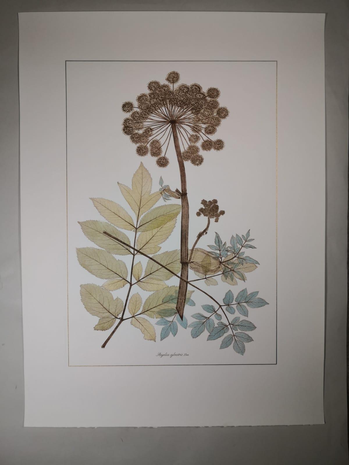 Eleganter, handaquarellierter Druck, der die blühende und wilde Pflanze Angelica Sylvestris darstellt. 

Dieser Druck im botanischen Stil ist in 4 verschiedenen natürlichen Darstellungen erhältlich, um eine helle und fröhliche Komposition zu