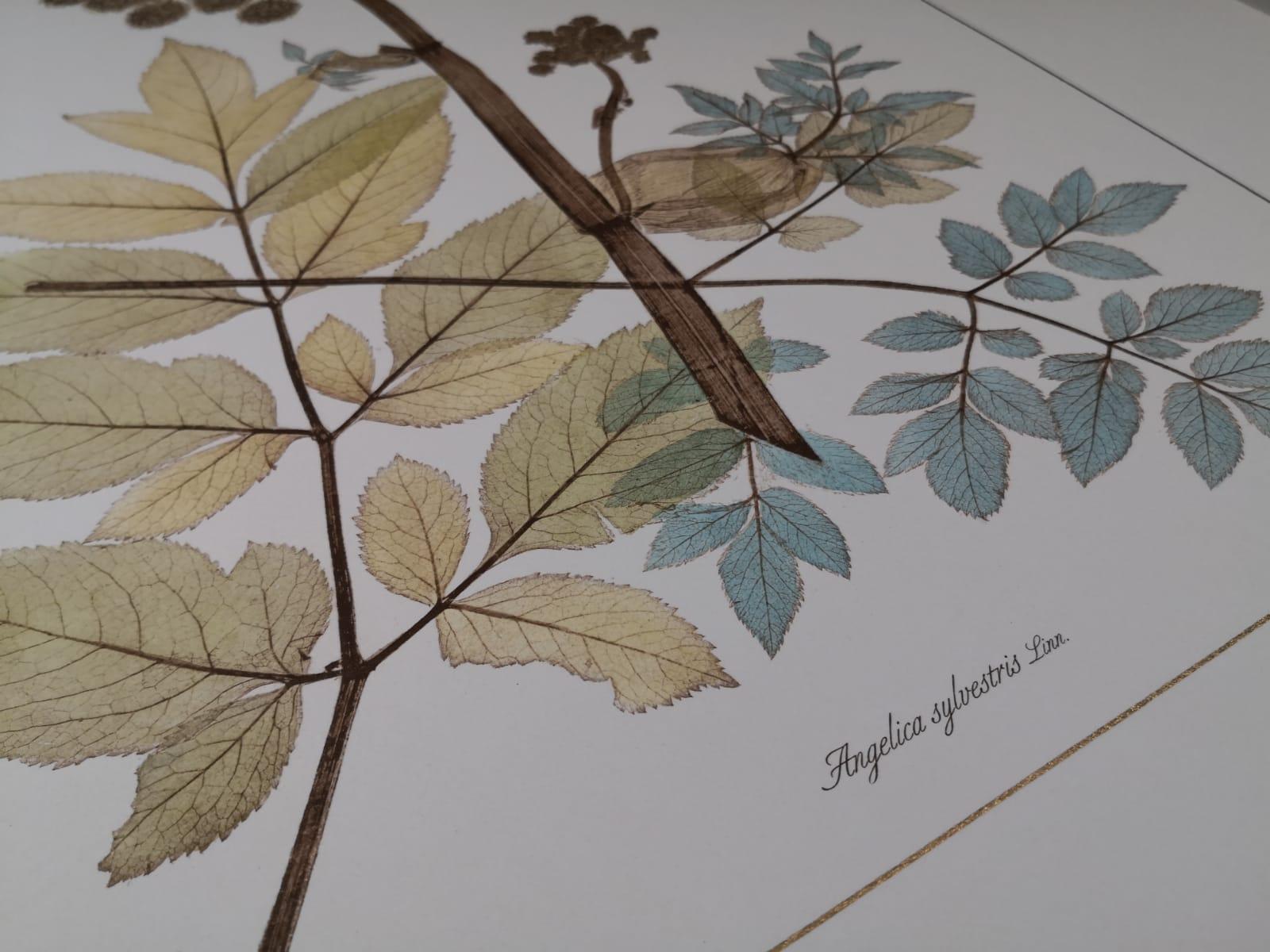 Hand-Painted Italian Contemporary Hand Painted Botanical Print Representing Wild Angelica For Sale