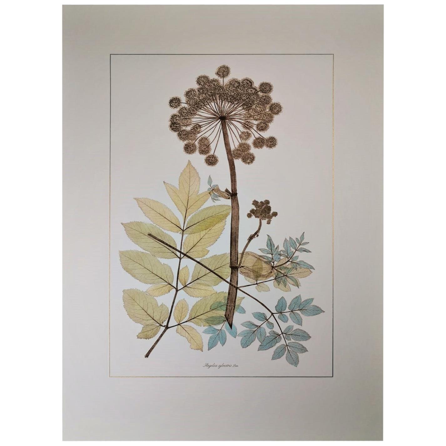 Italian Contemporary Hand Painted Botanical Print Representing Wild Angelica For Sale